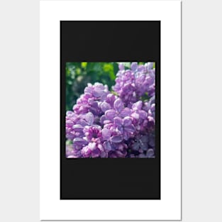 Sweet Purple Lilac in the Rain Posters and Art